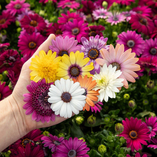 Winter Flower Zinnia Super Seeds