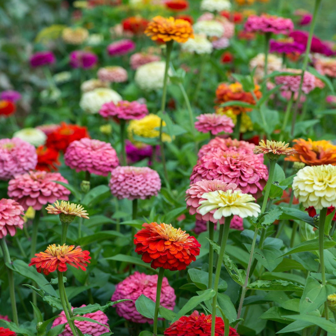 Winter Flower Zinnia Super Seeds