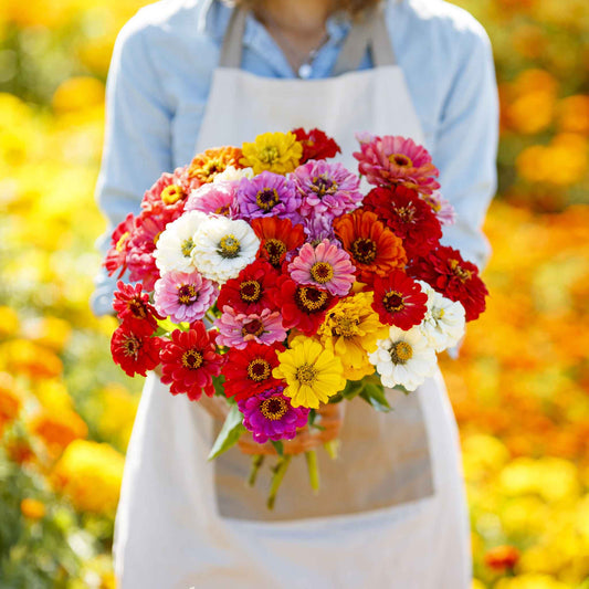 Winter Flower Zinnia Super Seeds