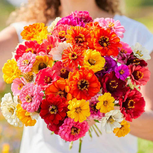 Winter Flower Zinnia Super Seeds