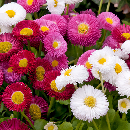 Winter Flower Zinnia Super Seeds