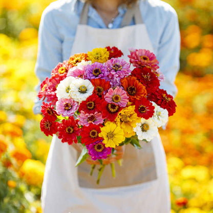 Winter Flower Zinnia Super Seeds