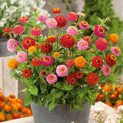 Winter Flower Zinnia Super Seeds
