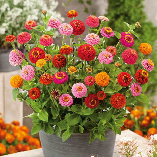 Winter Flower Zinnia Super Seeds